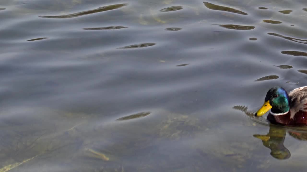 野鸭是一种涉水鸭视频素材