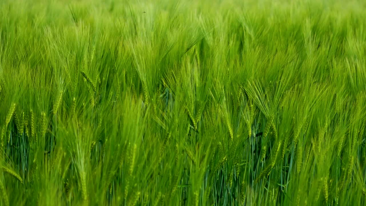 绿色的小穗的背景。夏季在田间生长的农业植物。风吹动有机植物。新鲜的小穗摇曳。特写镜头。视频素材