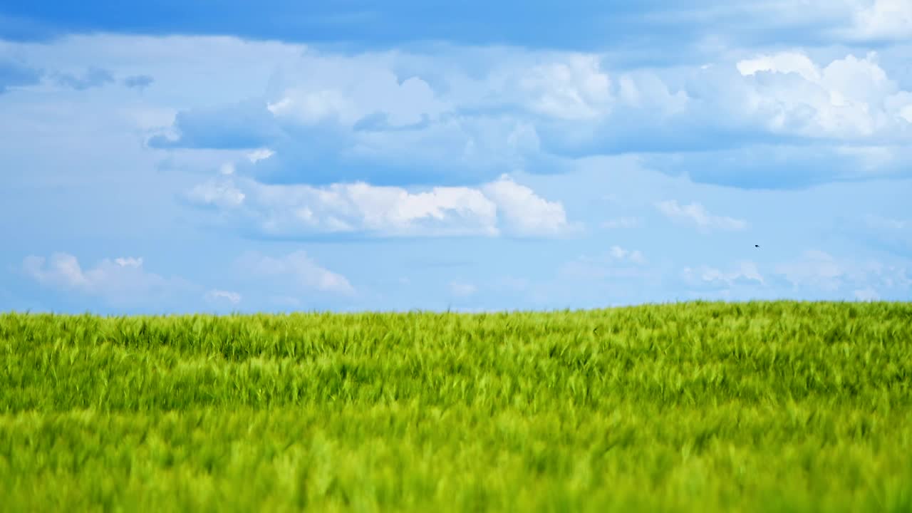 在夏天。蓝天下的绿色自然全景。在阳光充足的白天有植物生长的农田。视频素材