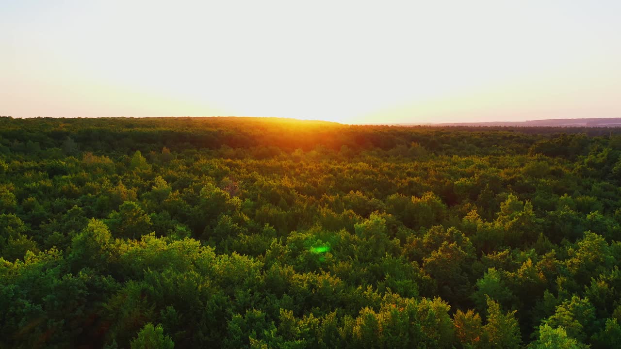 森林在日落时分。飞过绿树顶上，映衬着美丽的橙色夕阳。运动镜头。视频素材