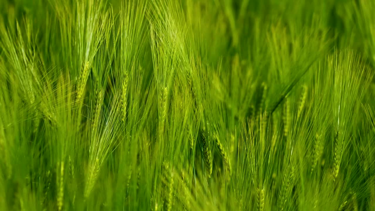 亮绿色的小穗。美丽的背景，未成熟的农业植物在风中摇曳。种植在田间的新鲜有机植物。特写镜头。视频素材