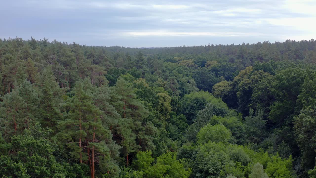 早晨的森林。绿色的树梢。自然景观。蓝天下的林地全景。照相机上升。鸟瞰图。视频素材