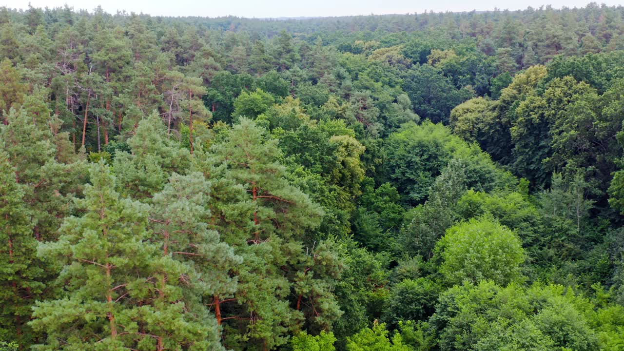 夏日绿树为森林背景。混合树的顶端美丽的全景。和平的林地。鸟瞰图。视频素材