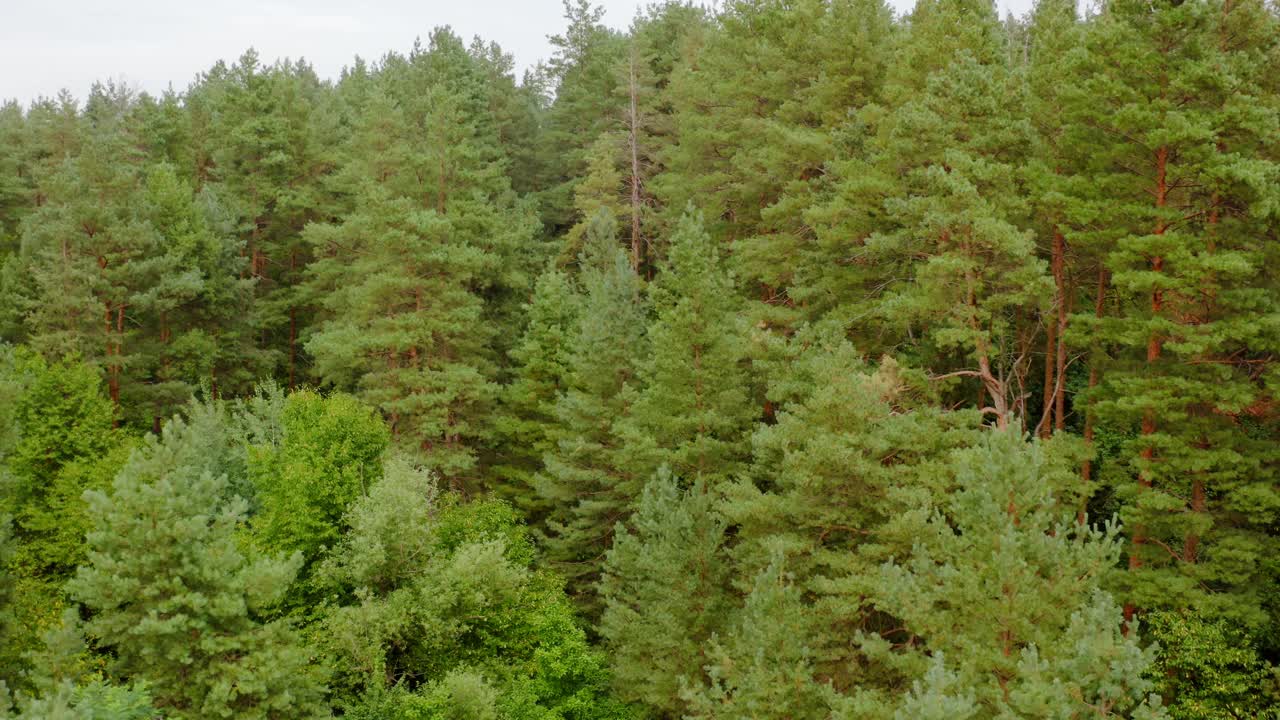 夏季森林中的松树。绿色的森林自然背景。在针叶树和落叶树之间飞行。视频素材