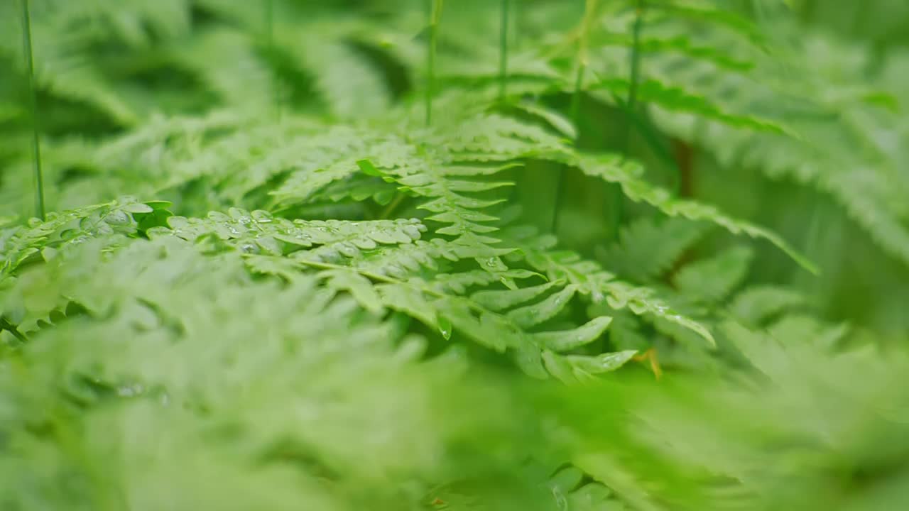 蕨叶在雨中。水滴落在绿色森林的蕨类叶子上。特写镜头。慢动作视频素材