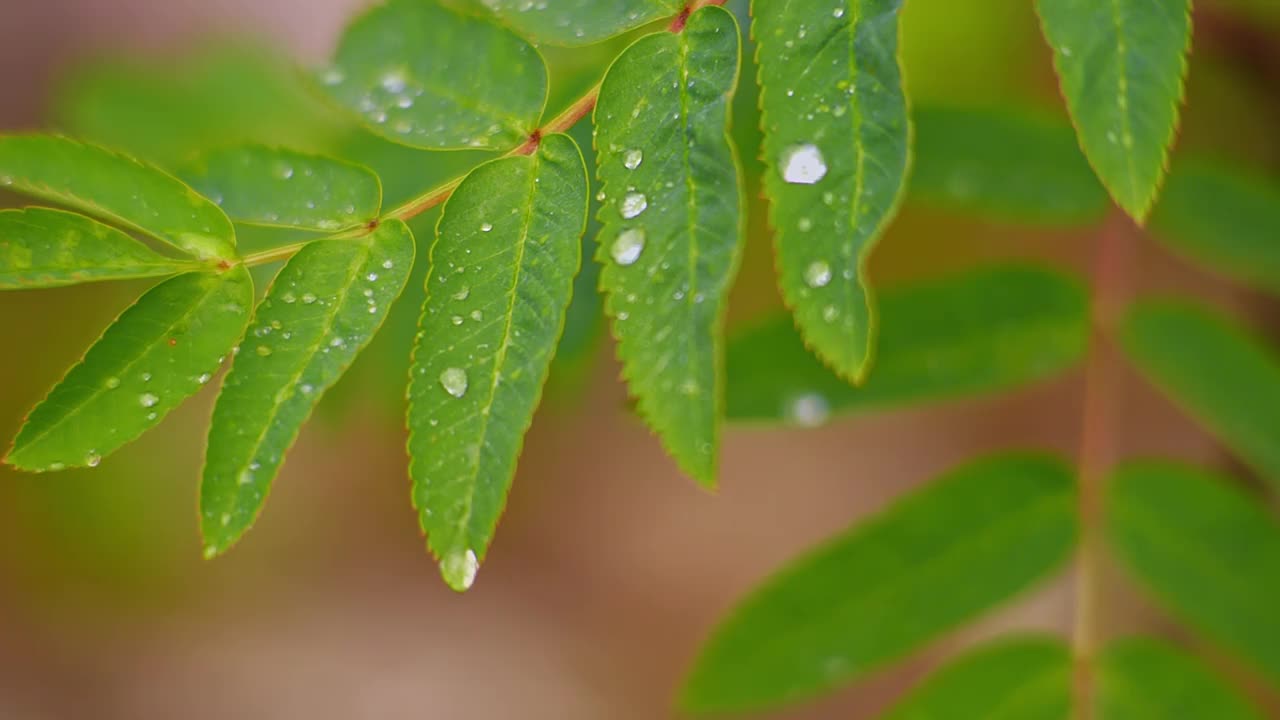 树叶在雨中。在绿色的森林里，水滴躺在树叶上。特写镜头。慢动作视频素材