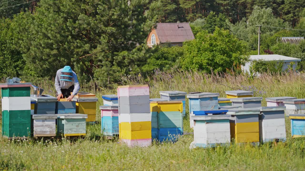 村子里的养蜂场。戴着防护帽的养蜂人在绿树背景下的蜂园工作。许多木蜂巢建在草地上。视频素材