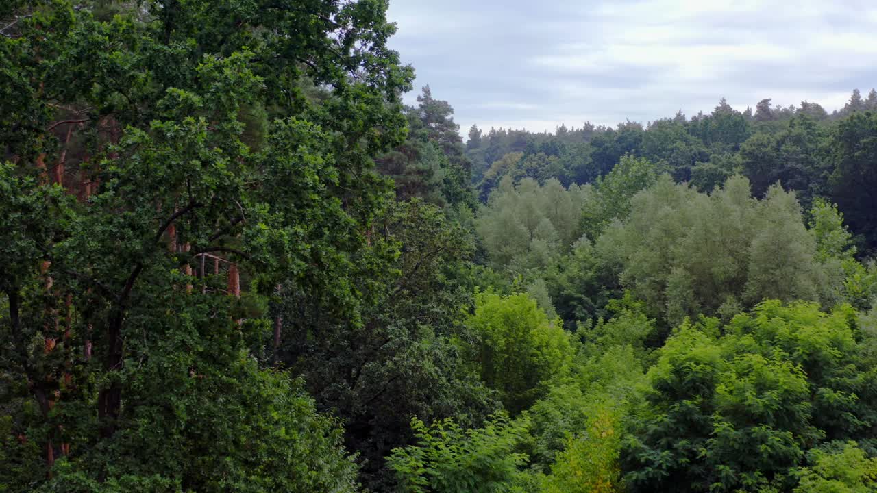 美丽的森林在夏天。白天的绿色景观。令人惊叹的森林景色。森林中宁静的气氛。视频素材