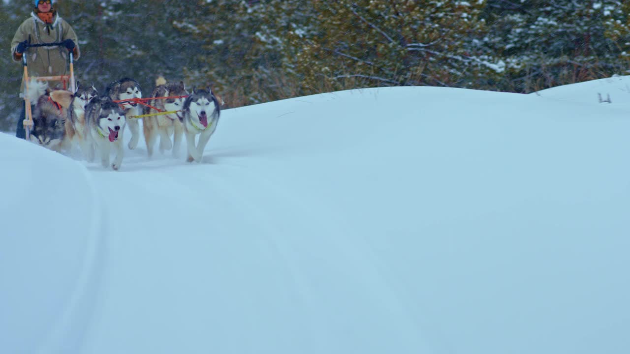 哈士奇成群奔跑，用雪橇驮着一个人。狗拉雪橇从后面的一个弯道上的雪在森林，狗赛跑。4 k, ProRes视频素材