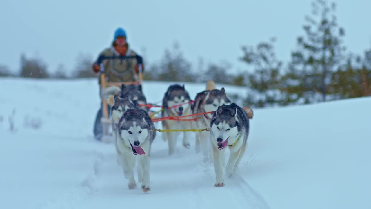 肖像，哈士奇雪橇犬在雪道上跑得很快，一个musher站在雪橇上驾驶一个团队。拉雪橇的狗在平原的雪地上赛跑。4 k, ProRes视频素材