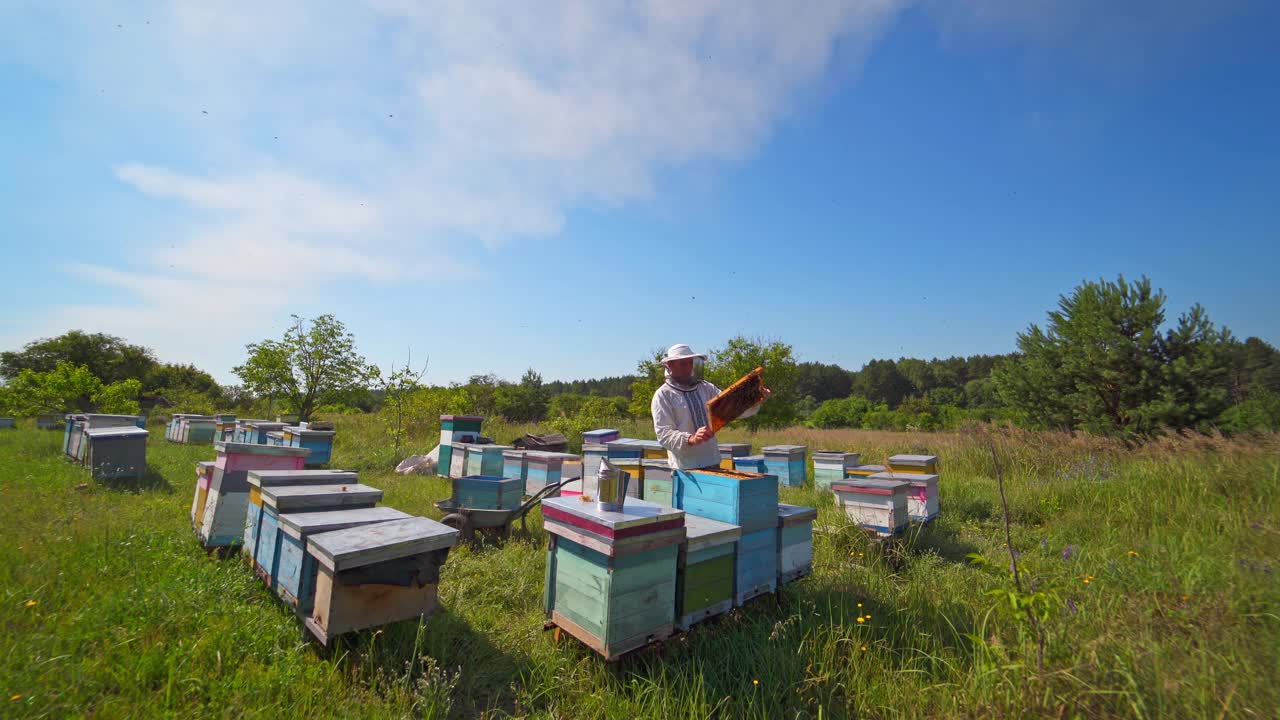 养蜂。养蜂人在木蜂巢中检查蜜蜂。蜂箱在夏季的自然背景。在养蜂场上戴有框架的防护帽的工人。视频素材