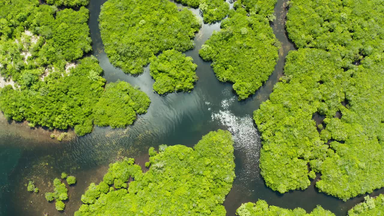 红树林和河流鸟瞰图视频素材