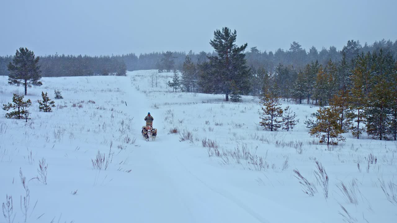 狗在平地上赛跑，哈士奇在雪橇上沿着雪道快速奔跑。人musher控制狗，美丽的冬季景观。4 k, ProRes视频素材