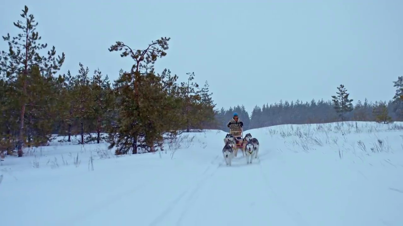 一队的狗正带着一个musher人沿着雪道赛跑。哈士奇在白雪皑皑的平原上奔跑，这是冬天美丽的风景。4 k, ProRes视频素材