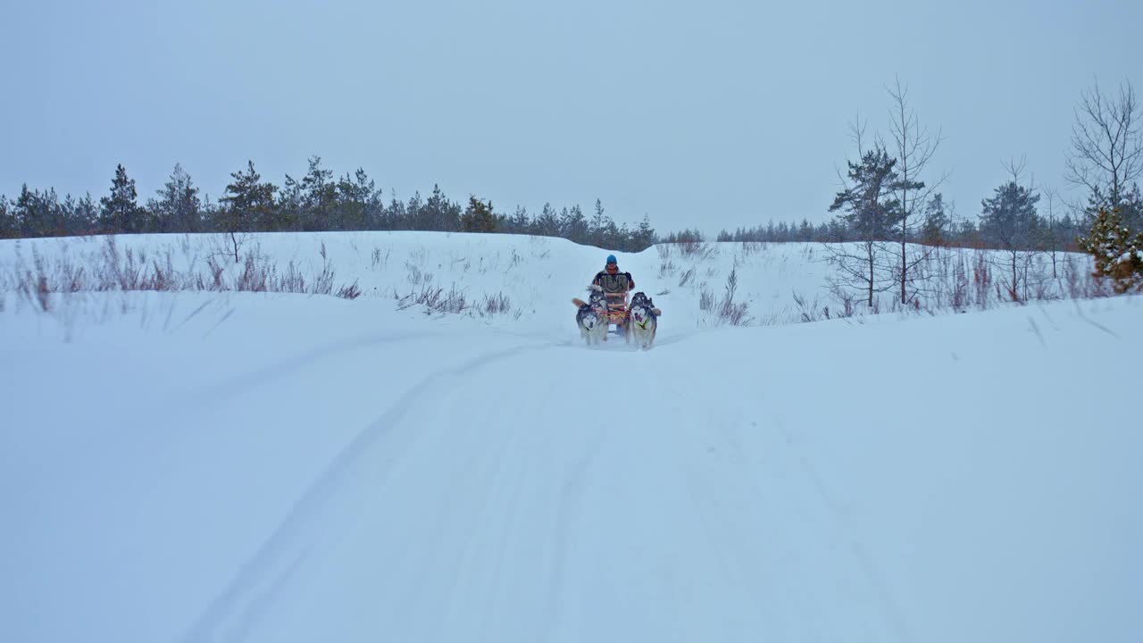 一队狗在雪地里跑得很快，一名雪橇手站在雪橇上。狗赛跑，哈士奇跑得很快。美丽的冬天的风景。4 k, ProRes视频素材