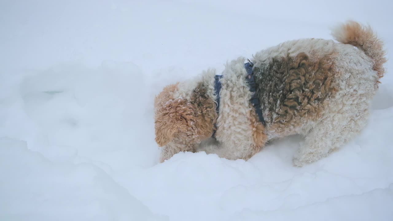 猎狐犬闻到了猎物的气味，正试图把它从深雪中挖出来视频素材