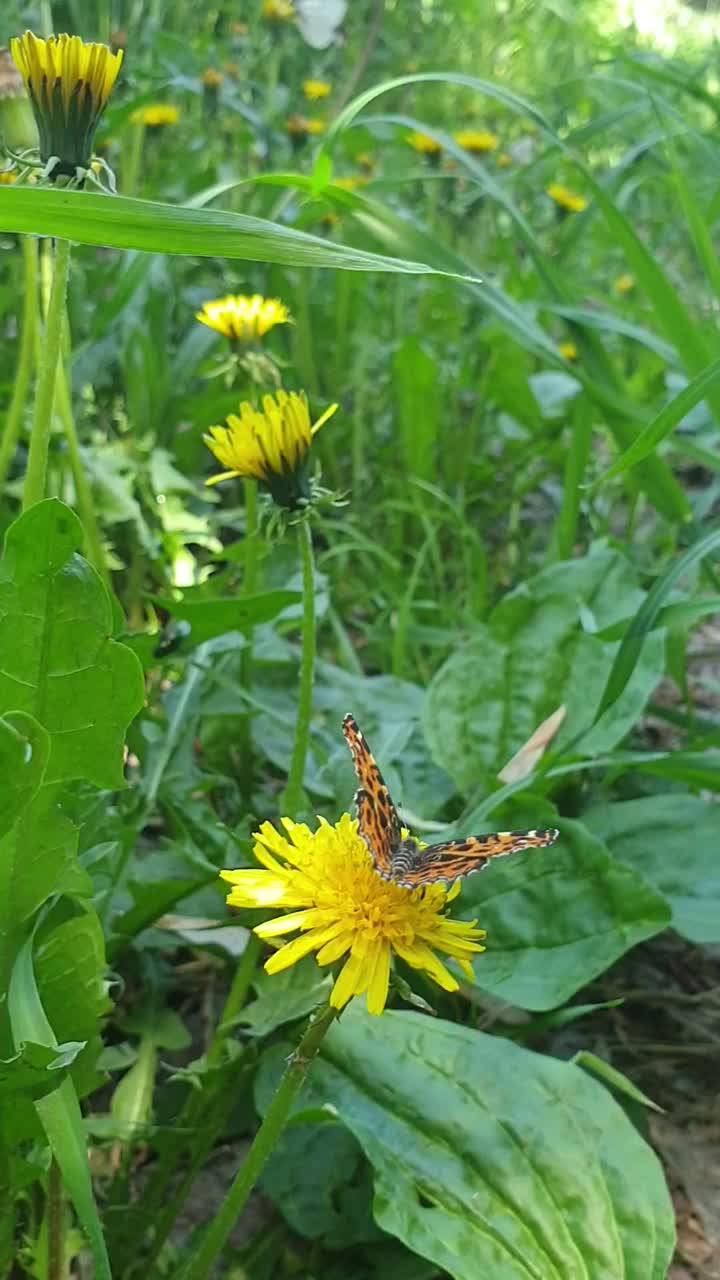 易变的地图蝴蝶(Araschnia levana)春季在蒲公英的一朵花上繁殖视频素材