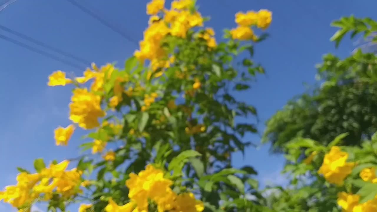 在自然花园里的黄色Tecoma stans花视频素材