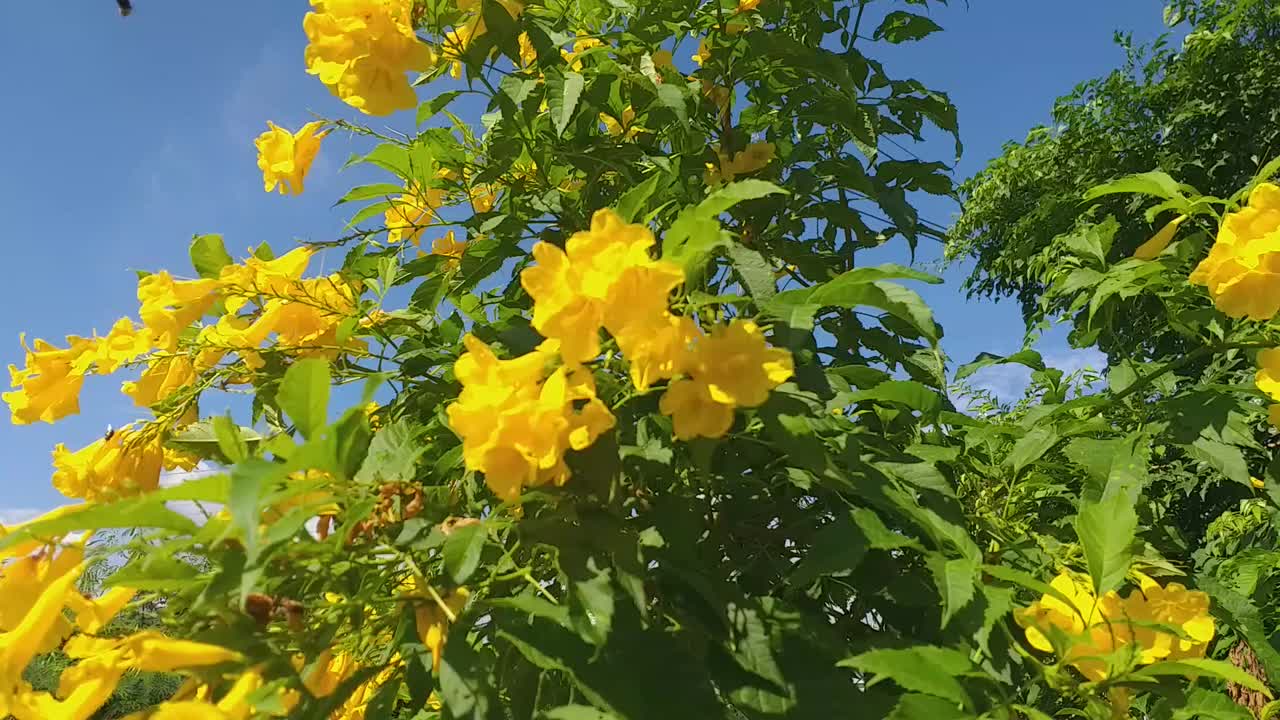 在自然花园里的黄色Tecoma stans花视频素材