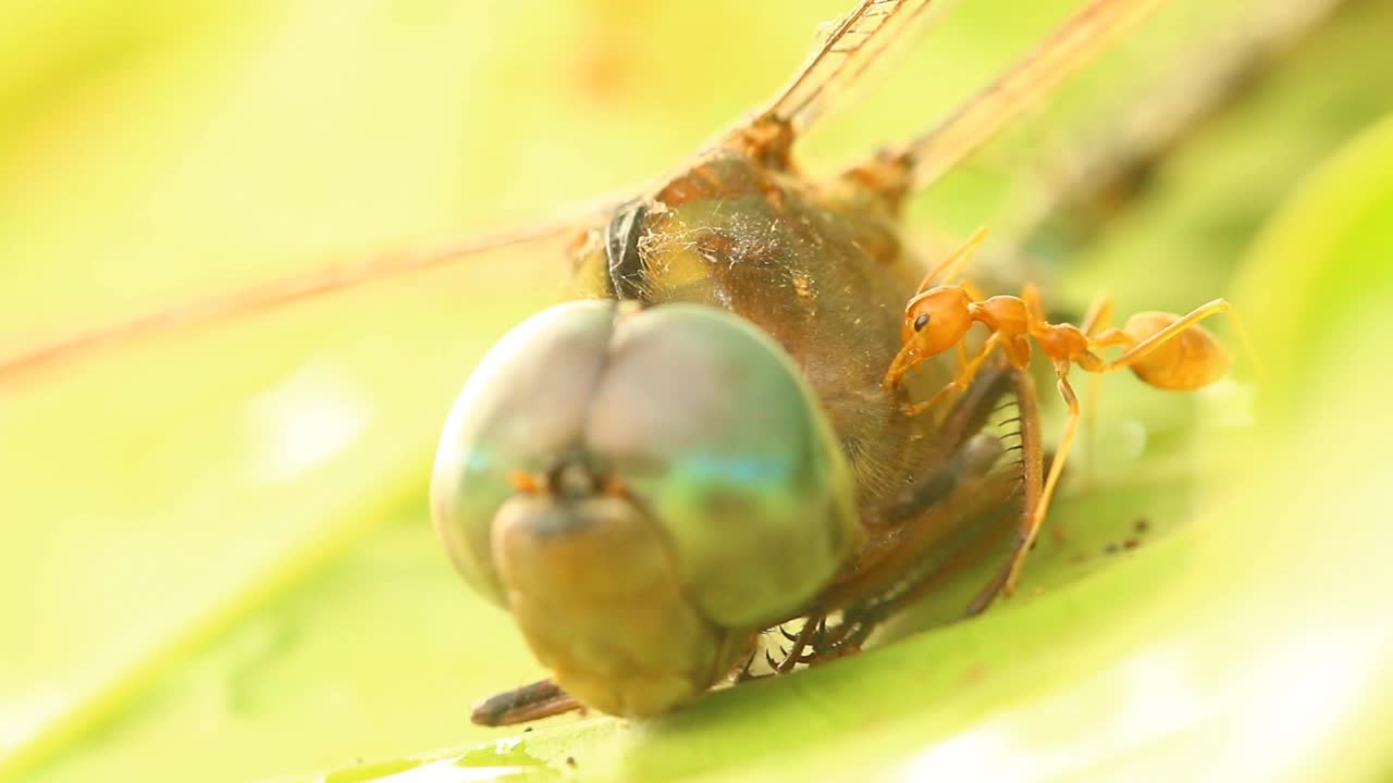 死蜻蜓和蚂蚁在树上视频素材