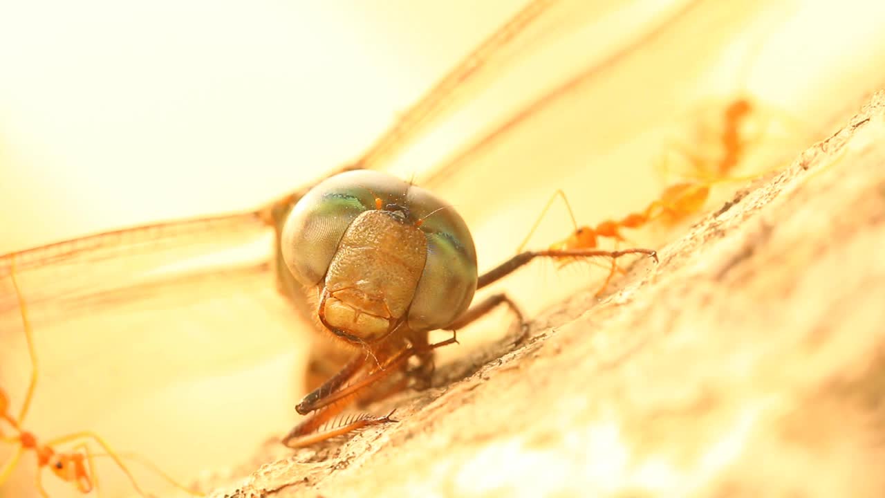 死蜻蜓和蚂蚁在树上视频素材