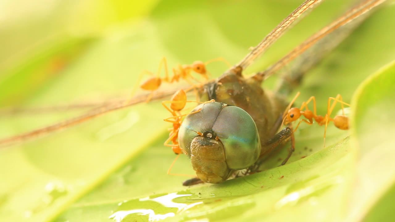 死蜻蜓和蚂蚁在树上视频素材