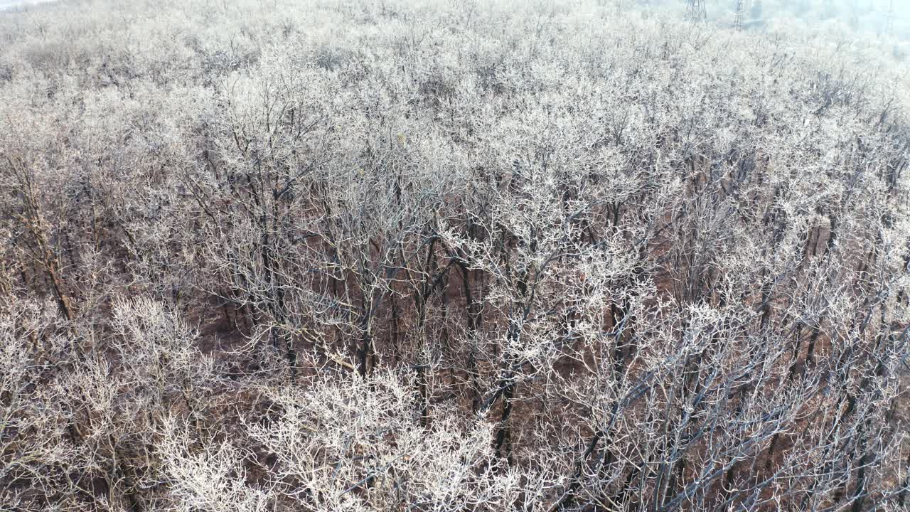 冰冻的树梢。在冬天森林。风景白色的树没有叶子。美丽的林地在冬季。鸟瞰图。视频素材