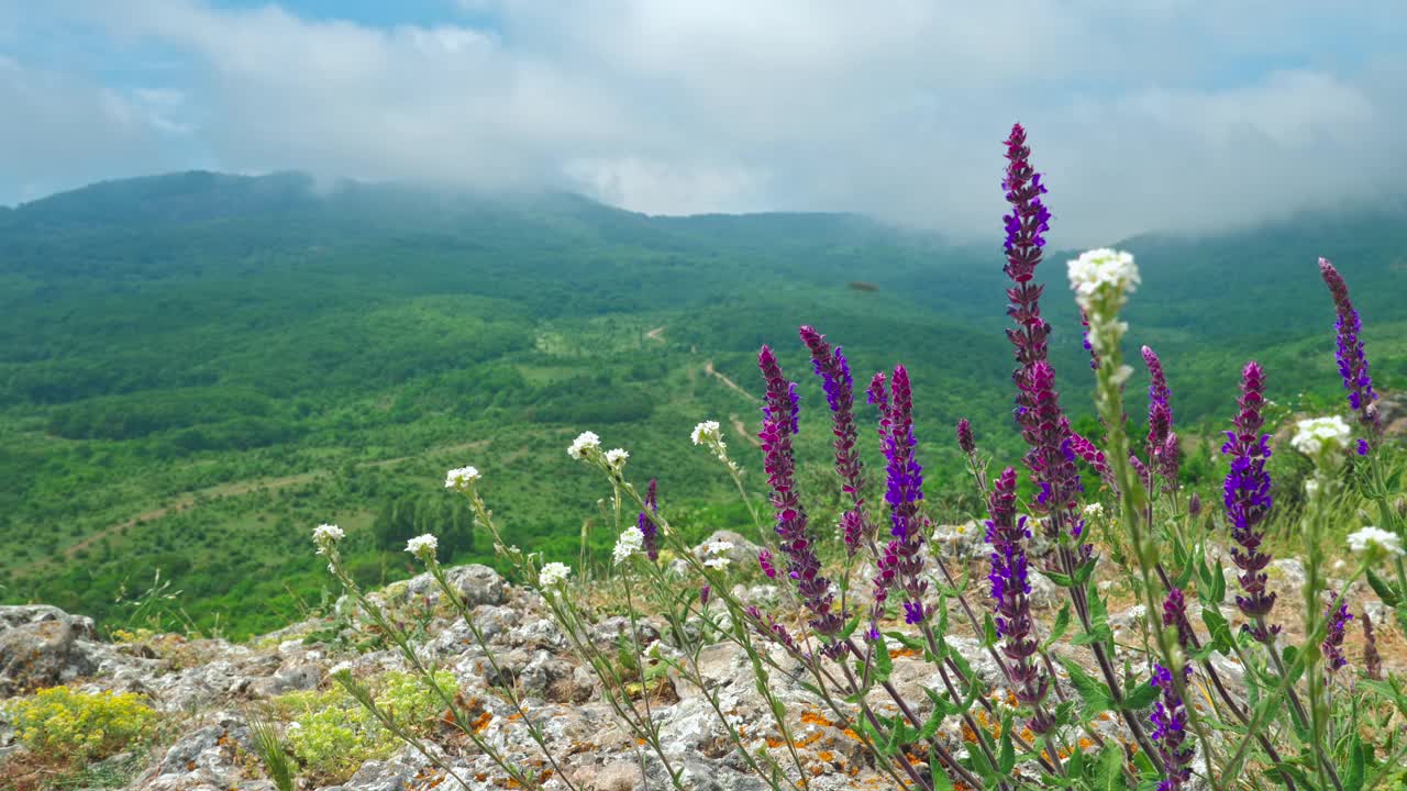 野生药用植物生长在云雾缭绕的山峦上。视频素材