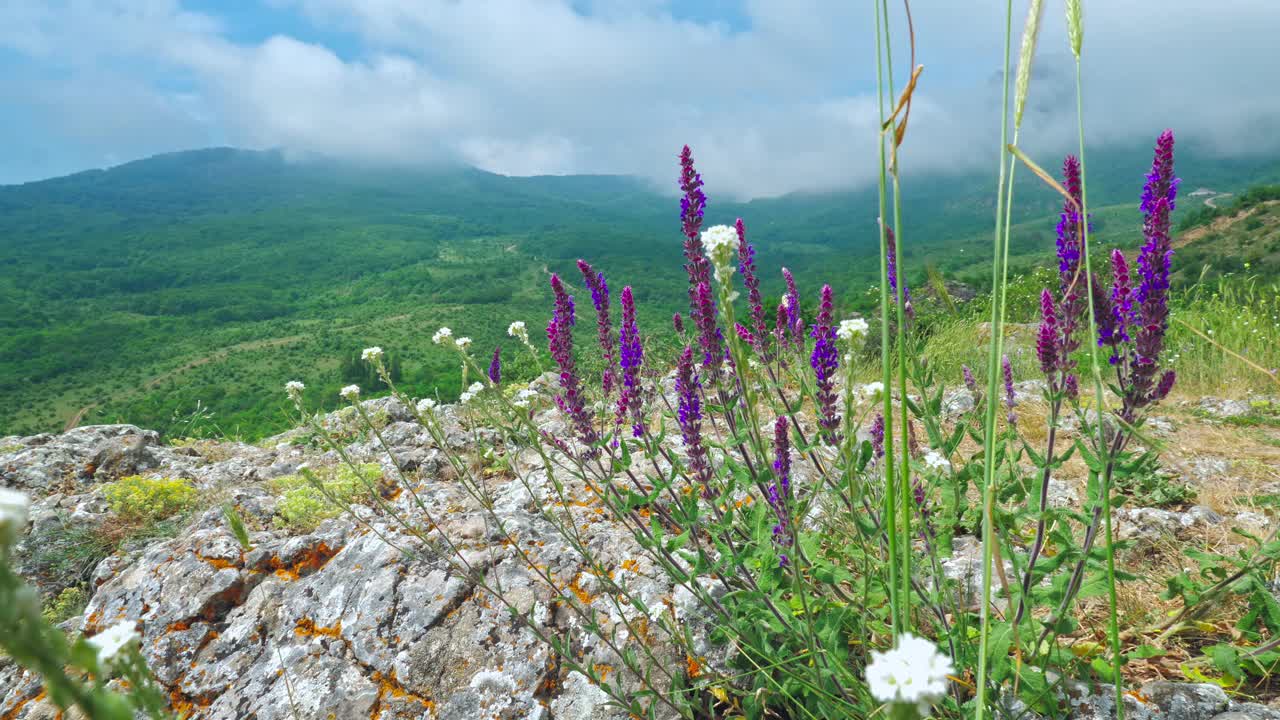 野生药用植物生长在云雾缭绕的山峦上。视频素材