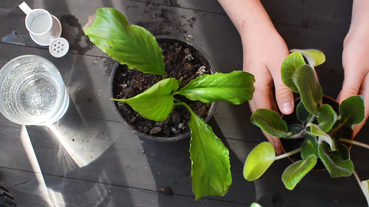 女孩在木桌上重新种植和照料家里的植物。视频素材