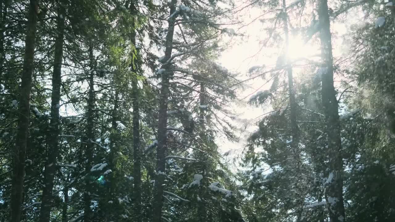 雪花从云杉树枝上飘落，灿烂的阳光。视频素材