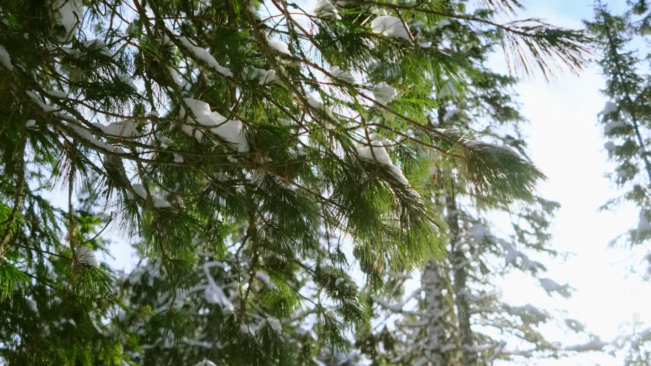 雪花从云杉树枝上飘落，灿烂的阳光。视频素材