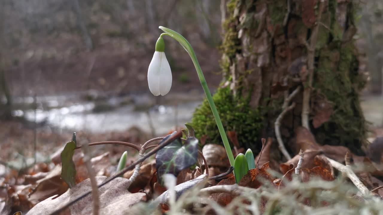 春天，森林里生长着白色的雪花莲视频素材