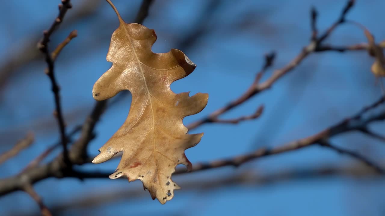 秋天寂寞的落叶在秋天公园的一棵橡树上摇摆视频素材