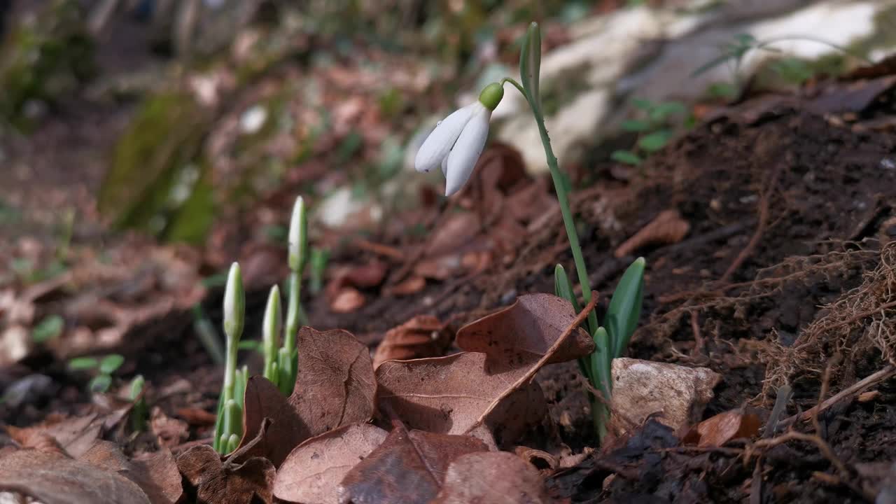 春天，森林里生长着白色的雪花莲视频素材