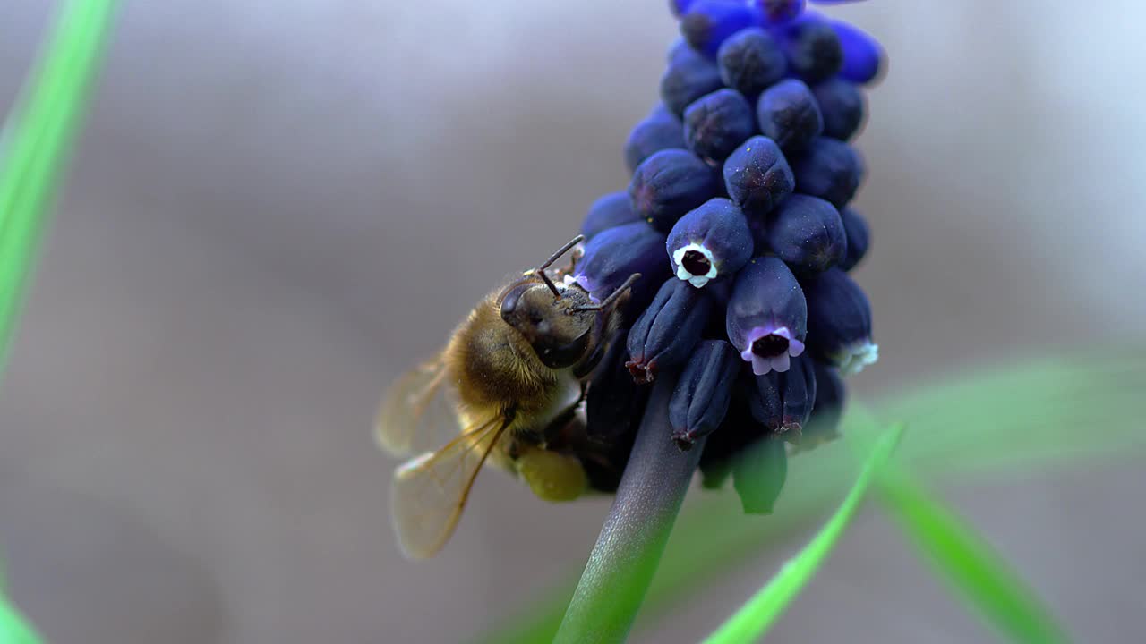 蜜蜂视频素材