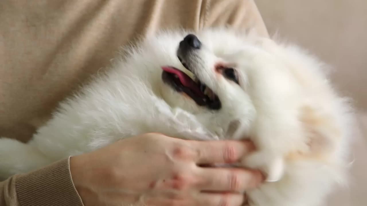 女主人拿着一只白色的小博美犬，用手抚摸着它。那条心满意足的狗伸着舌头躺着。视频素材