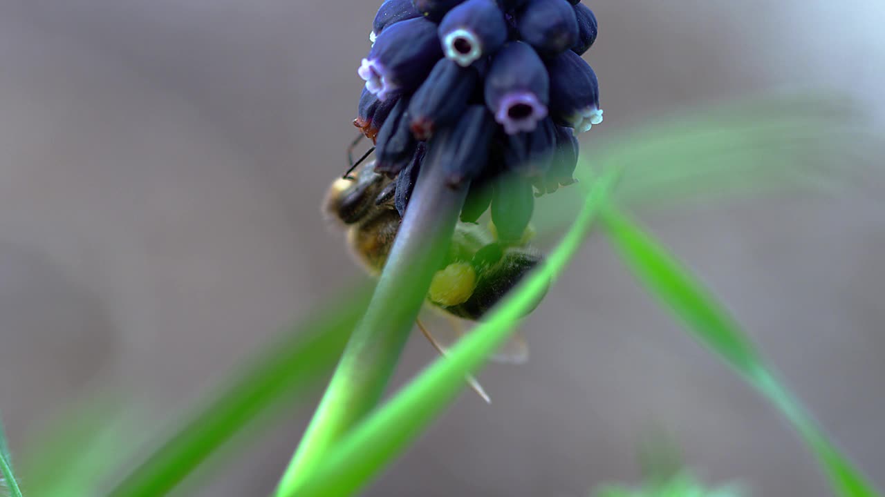 蜜蜂视频素材