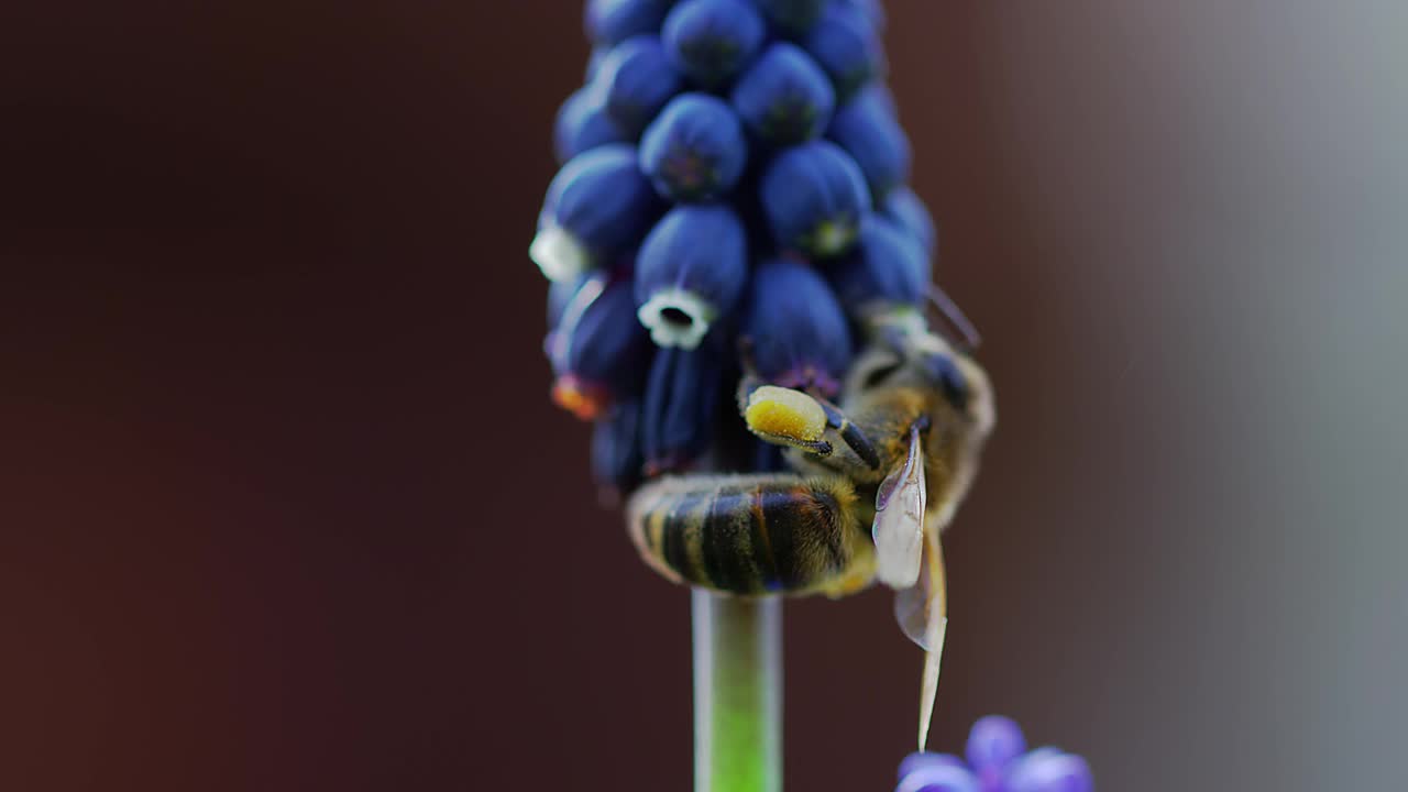 蜜蜂视频素材