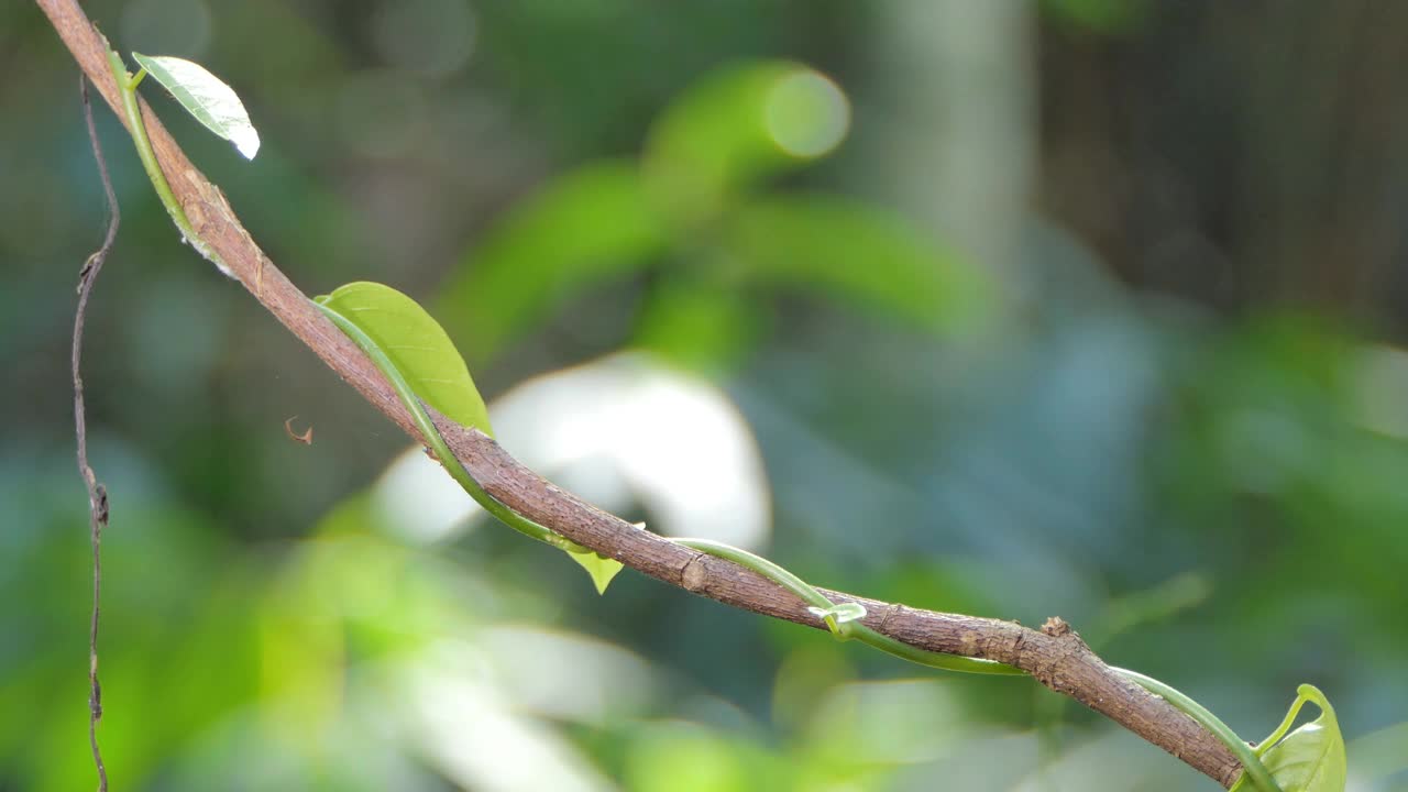 毛毛虫在树枝上爬。视频素材