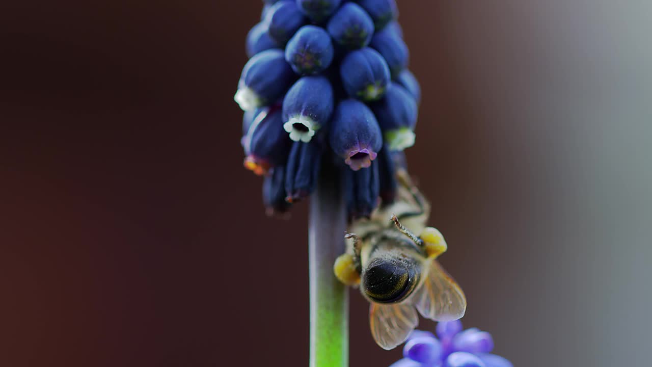 蜜蜂视频素材