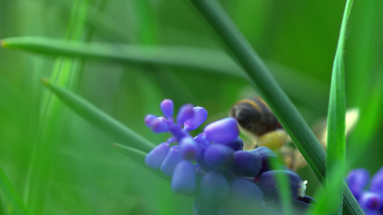 蜜蜂视频素材