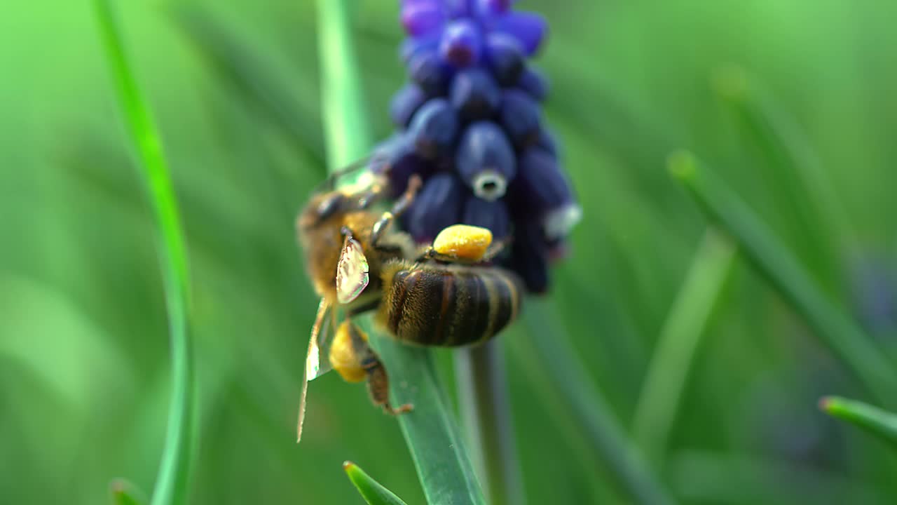 蜜蜂视频素材