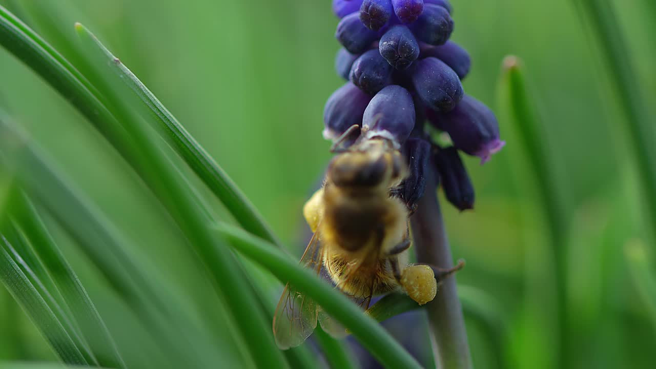 蜜蜂视频素材