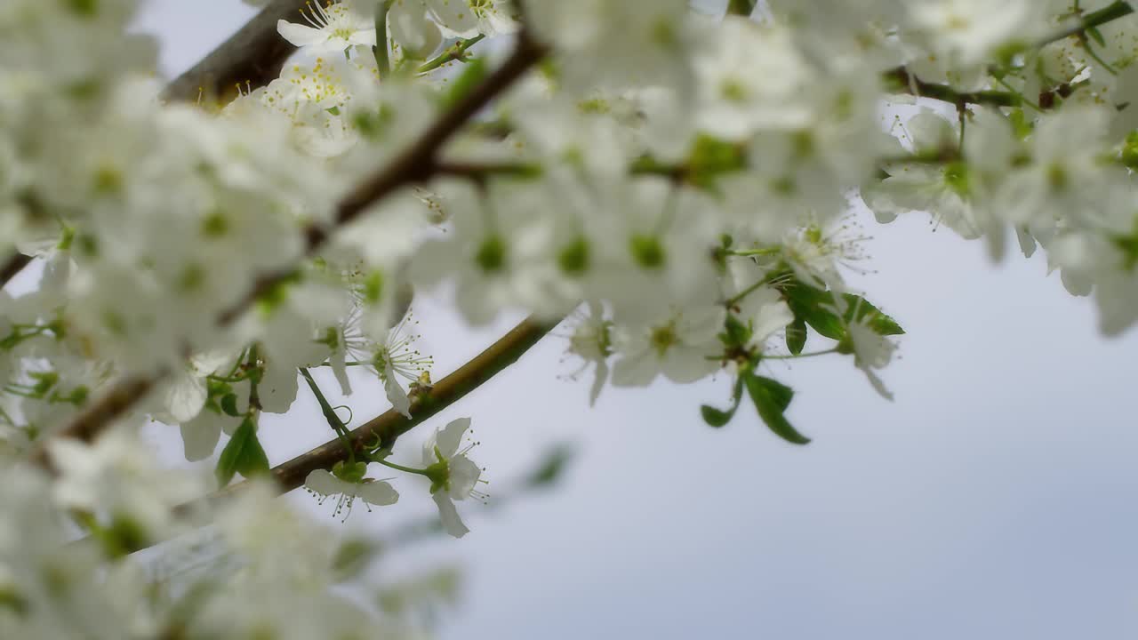 蜜蜂视频素材