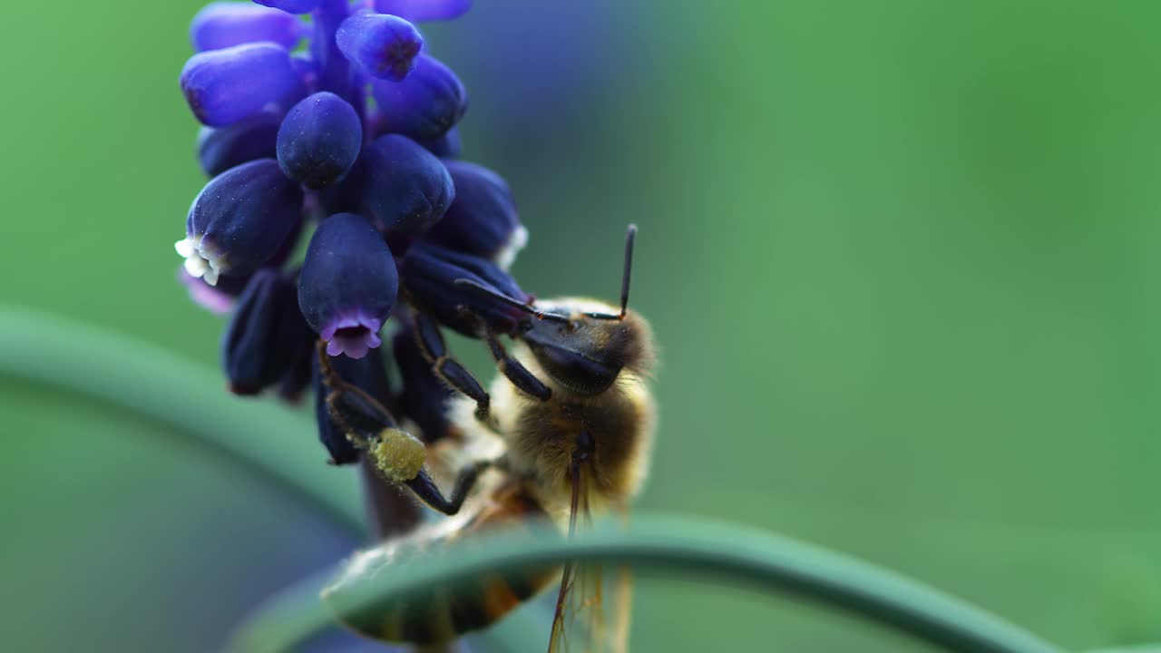 蜜蜂视频素材