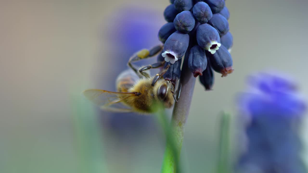 蜜蜂视频素材