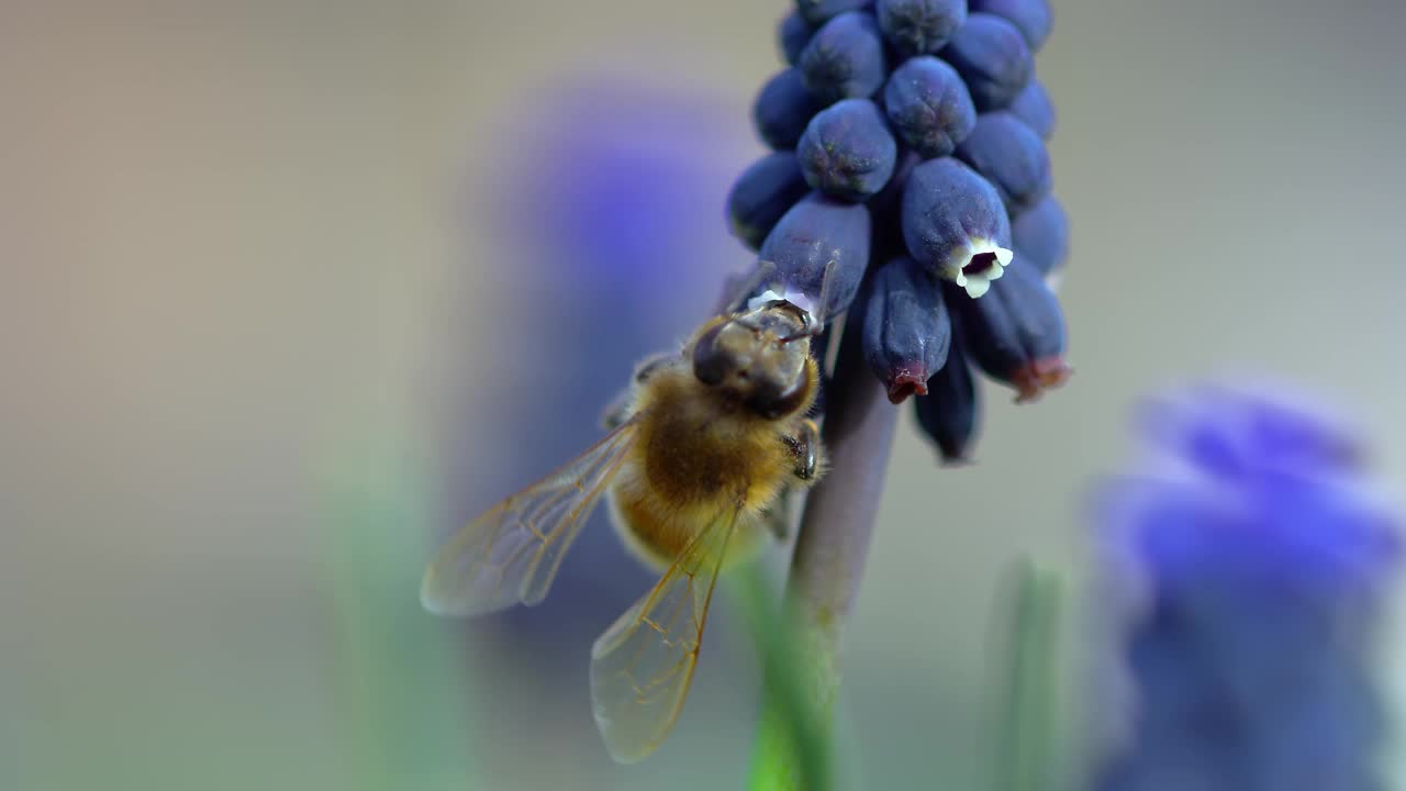 蜜蜂视频素材