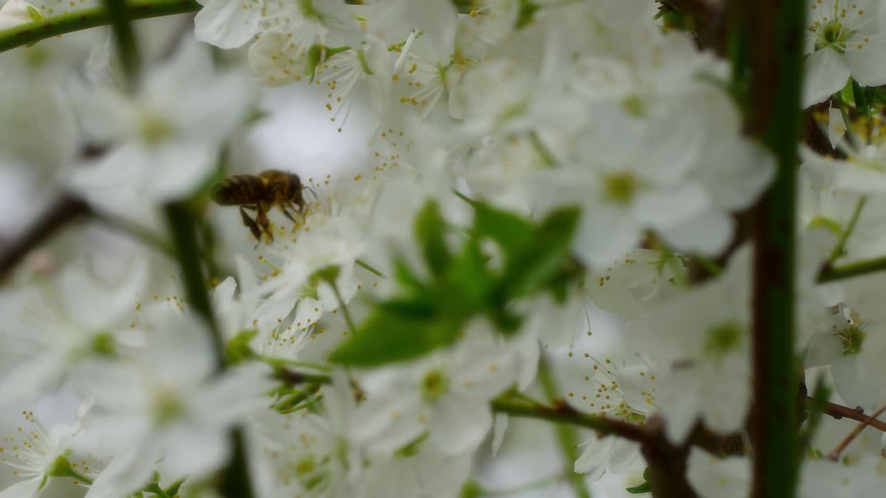 蜜蜂视频素材