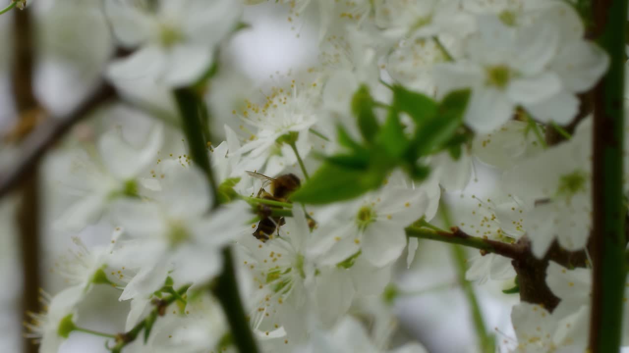 蜜蜂视频素材